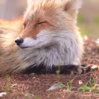 🦊 emoji ᱫ 𝒇𝗈𝗑 𝗆𝗈𝗈𝖽 @amariIium 𝑏𝑦 𝗹𝗶𝗹𝘆. Telegram sticker 4 of 30