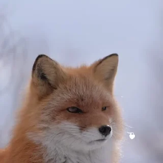 🦊 emoji ᱫ 𝒇𝗈𝗑 𝗆𝗈𝗈𝖽 @amariIium 𝑏𝑦 𝗹𝗶𝗹𝘆. Telegram sticker 20 of 30