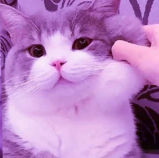 😗 emoji ✨𝆺𝅥⃞ͪ⃞⃞⃞͛⃞ ͣ ͬˢᵃᵐ ᵏⁱ ᵇⁱˡˡⁱ @Shahajadii Telegram sticker 9 of 30