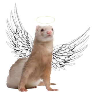 😇 emoji Jill's Ferrets Telegram sticker 15 of 85