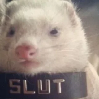 Sticker from Jill's Ferrets