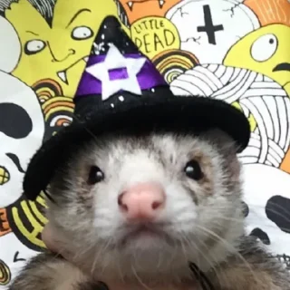 🧙‍♀️ emoji Jill's Ferrets Telegram sticker 18 of 85