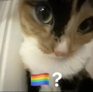 🏳️‍🌈 emoji memesdasabs Telegram sticker 12 of 13