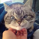 😤 emoji Cat memes 1 Telegram sticker 15 of 120