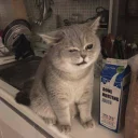 😔 emoji Cat memes 1 Telegram sticker 19 of 120