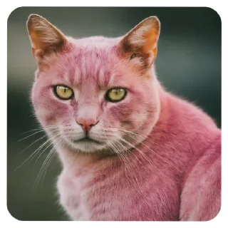 🐱 emoji Novo pacote Telegram sticker 6 of 8