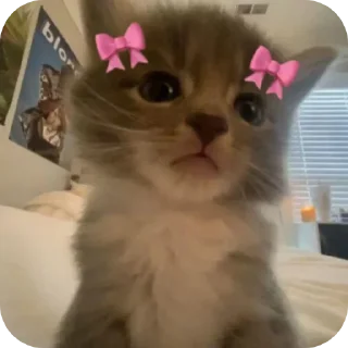 🐱 emoji Bia dtzao Telegram sticker 18 of 27