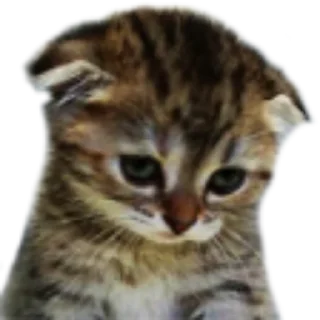 Sticker from Discord