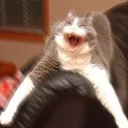 😡 emoji Cat memes 1 Telegram sticker 16 of 120