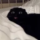 😨 emoji Cat memes 1 Telegram sticker 7 of 120