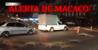 Sticker from ALERTA DE MACACO