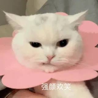 🌷 emoji ᴀɴɴᴇʟɪsᴇ ᴄᴀᴛ ᴍᴏᴏᴅ Telegram sticker 17 of 37
