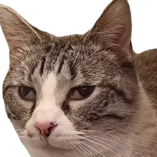 😗 emoji 🐱猫meme @sshuiooo Telegram sticker 18 of 55
