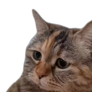 😕 emoji 🐱猫meme @sshuiooo Telegram sticker 24 of 55