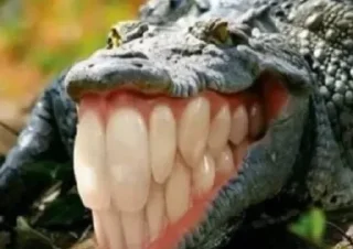 🐊 emoji Aleatórios II Telegram sticker 8 of 120