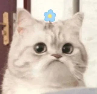 🐱 emoji @Cii_Cloud 的贴纸包(1) Telegram sticker 9 of 14