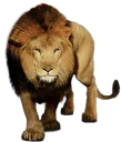 🦁 emoji Palavras brasil Telegram sticker 24 of 75