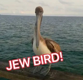 🐦 emoji Nigger bird Telegram sticker 7 of 17