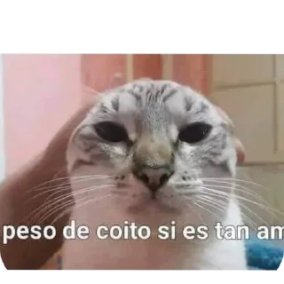 🐱 emoji Pendejadas de Sharky 5 Telegram sticker 17 of 110