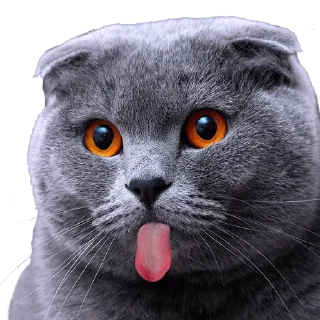 Sticker from Gatito Kakoi ❤️