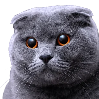Sticker from Gatito Kakoi ❤️