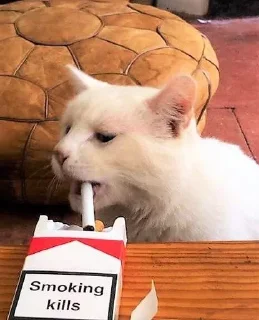 🚬 emoji Smoke @caneda Telegram sticker 14 of 43