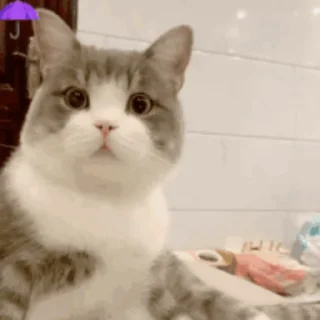 🐱 emoji 猫猫动图 Telegram sticker 24 of 47