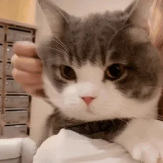 🐱 emoji 猫猫动图 Telegram sticker 20 of 47