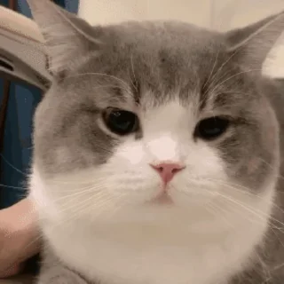 🐱 emoji 猫猫动图 Telegram sticker 12 of 47