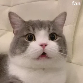 🐱 emoji 猫猫动图 Telegram sticker 21 of 47
