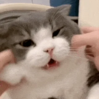 🐱 emoji 猫猫动图 Telegram sticker 18 of 47