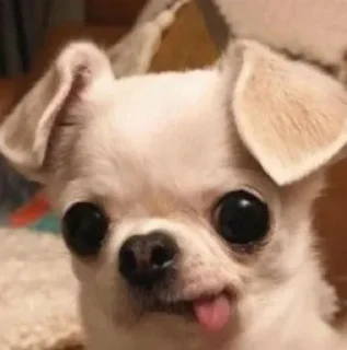💜 emoji Perritos de TumbaditaUwU Telegram sticker 17 of 40
