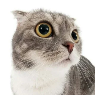 🫢 emoji Orang chat Telegram sticker 13 of 88