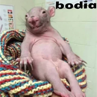 🐀 emoji bodia 3 Telegram sticker 2 of 70