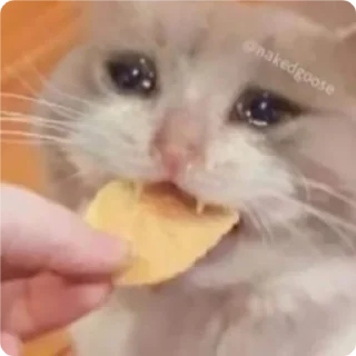 😰 emoji Cat Crying - by @canaldobrayan Telegram sticker 24 of 34