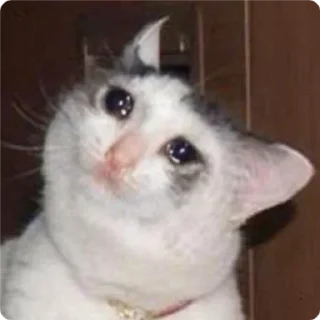 🙃 emoji Cat Crying - by @canaldobrayan Telegram sticker 17 of 34