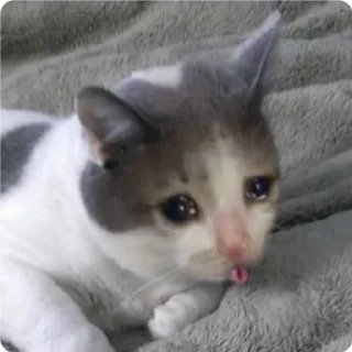 👅 emoji Cat Crying - by @canaldobrayan Telegram sticker 7 of 34