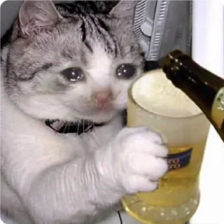 🍺 emoji Cat Crying - by @canaldobrayan Telegram sticker 6 of 34