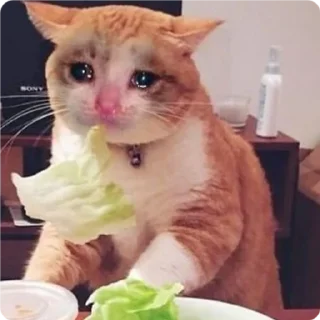 🥗 emoji Cat Crying - by @canaldobrayan Telegram sticker 23 of 34
