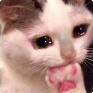 🤔 emoji Cat Crying - by @canaldobrayan Telegram sticker 5 of 34