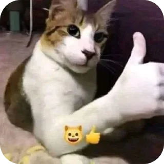 🐱 emoji Miau Telegram sticker 14 of 20