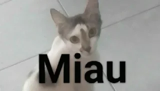 🙀 emoji Miau Telegram sticker 1 of 20