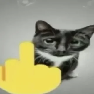 🖕 emoji miau Telegram sticker 18 of 44