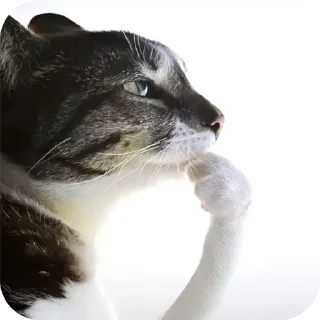 🐦 emoji Miau Telegram sticker 20 of 20