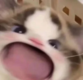 🐈 emoji memes Telegram sticker 6 of 58