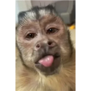 Sticker from macaco