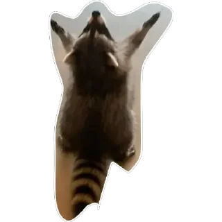 👐 emoji Habēmus un poco más de Raccoon Telegram sticker 16 of 120