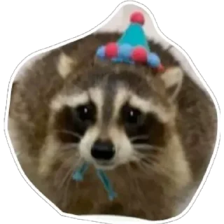 🧢 emoji Habēmus un poco más de Raccoon Telegram sticker 8 of 120
