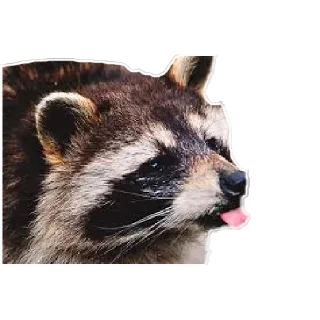 Sticker from Habēmus más Raccoon
