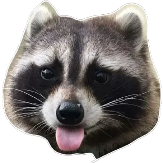 😛 emoji Habēmus un poco más de Raccoon Telegram sticker 14 of 120